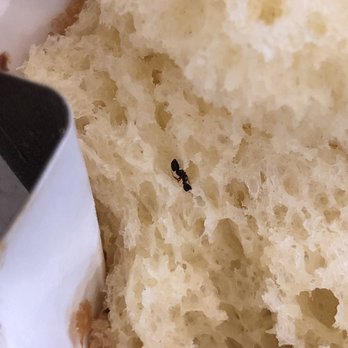 Thinking Cup - A dead ant inside brioche. - Coffee & Tea Near Me - Boston, Massachusetts Thinking Cup - A dead ant inside brioche. - Coffee & Tea Near Me - Boston, Massachusetts