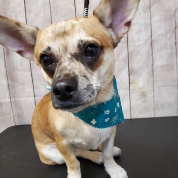 Fur Pet's Sake - Pet Groomers Near Me - Waco, Texas Fur Pet's Sake - Pet Groomers Near Me - Waco, Texas