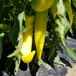 Bultema's Farmstand & Greenhouse - Banana Peppers