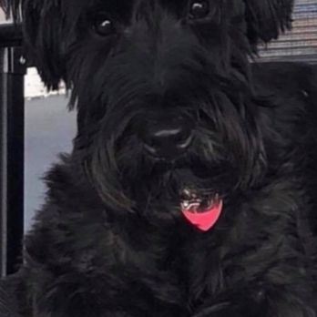 Peace for Paws - Pet Cremation Services Near Me - Henderson, Nevada Peace for Paws - Pet Cremation Services Near Me - Henderson, Nevada