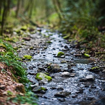 Macleay Park - Parks Near Me - Portland, Oregon