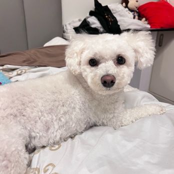 FairyTail Grooming - Pet Groomers Near Me - Upland, California