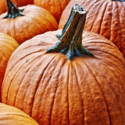 The Walden Woods Project Farm - Pumpkins