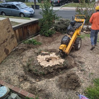 Forest Tree Care - My work ended promptly with harbor freight tools... Had to call in the heavies. - Tree Services Near Me - Chino, California