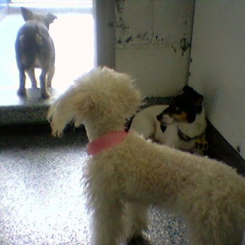 spcaLA - Pet Training Near Me - Long Beach, California