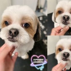 Superdog Grooming