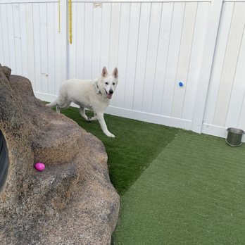 Camp Run-A-Mutt - Easter egg hunt in the outdoor area that has water feature! Indoor play area has padded flooring - Pet Training Near Me - Henderson, Nevada