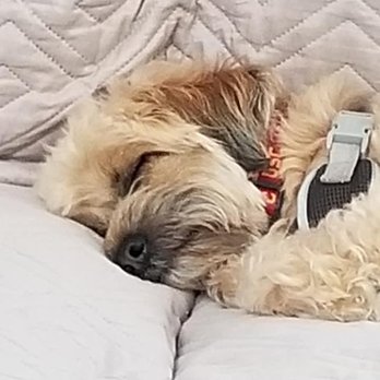 A Home 4 Ever Rescue - Post Beach Walk snooze. - Animal Shelters Near Me A Home 4 Ever Rescue - Post Beach Walk snooze. - Animal Shelters Near Me