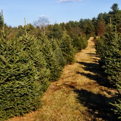 Tonry Tree Farm