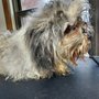 Scrappy CoCo's Pet Salon