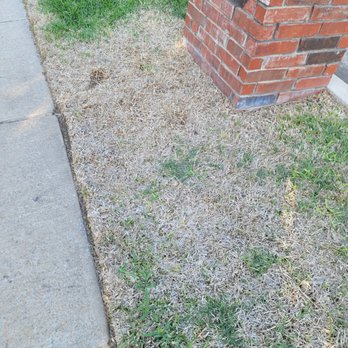 Lawn Tech - a patch of dead grass in front of a brick building - Tree Services Near Me - Plano, Texas