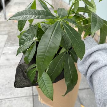Of Soil and Moss - Money tree Kokedama - Nurseries & Gardening Near Me - Oakland, California Of Soil and Moss - Money tree Kokedama - Nurseries & Gardening Near Me - Oakland, California