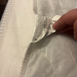 Bed bugs Bed bugs
