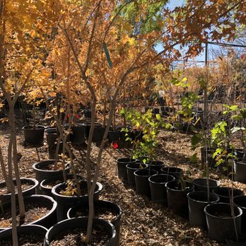 Trees That Please - Nurseries & Gardening Near Me - Los Lunas, New Mexico