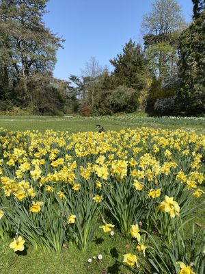 Parc Bagatelle - la Roseraie by null