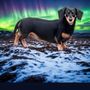 Photo of Compassionate Animal Care Clinic - Schelle Veterinary Services