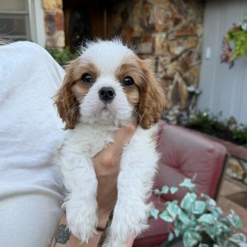 Woodland Cavaliers - Puppy - Pet Breeders Near Me Woodland Cavaliers - Puppy - Pet Breeders Near Me