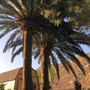Ortega's Jr Tree Service - After pic - Tree Services Near Me - Riverside , California Ortega's Jr Tree Service - After pic - Tree Services Near Me - Riverside , California