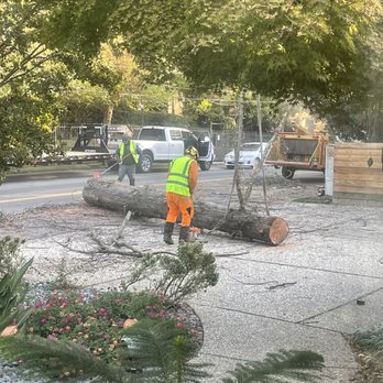 TreeMax Tree Service - Almost finished, amazing ground crew to clean up - Tree Services Near Me - Citrus Heights, California TreeMax Tree Service - Almost finished, amazing ground crew to clean up - Tree Services Near Me - Citrus Heights, California