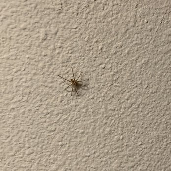 Dronfield Astoria - Lots of pests here - Apartments Near Me - Sylmar, California