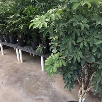Houston Garden Centers - Nurseries & Gardening Near Me - Houston, Texas Houston Garden Centers - Nurseries & Gardening Near Me - Houston, Texas