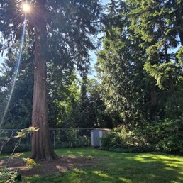 Our beautiful cedar, with the canopy raised, now let's in much more sunlight! Our beautiful cedar, with the canopy raised, now let's in much more sunlight!