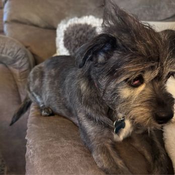 Beyond Fur - Pet Groomers Near Me - Elk Grove, California