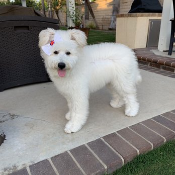 Shampooch Pet Styles - Here's a pic of our precious fluffy white cloud - Zsa Zsa! - Pet Groomers Near Me - Temecula, California Shampooch Pet Styles - Here's a pic of our precious fluffy white cloud - Zsa Zsa! - Pet Groomers Near Me - Temecula, California