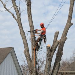 Colonial Tree Care