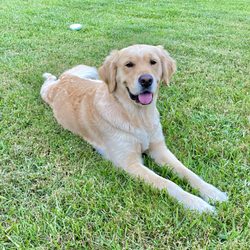 Paws At Play - Penelope, just relaxing.