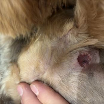Gone to the Dogs - Another angle of the same laceration - Pet Groomers Near Me - Salida, Colorado Gone to the Dogs - Another angle of the same laceration - Pet Groomers Near Me - Salida, Colorado