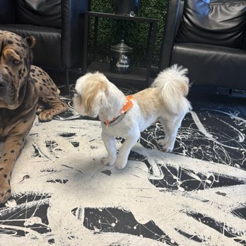 The Rich Groomer - Pet Groomers Near Me - Sacramento, California