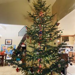 Sierra Magnifica Christmas Tree Farm