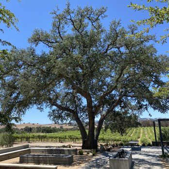 Robert Hall Winery - The side with the fire pits vineyards and picturesque tree ...nice tables and benches too - Wine Tasting Room Near Me - Paso Robles, California Robert Hall Winery - The side with the fire pits vineyards and picturesque tree ...nice tables and benches too - Wine Tasting Room Near Me - Paso Robles, California