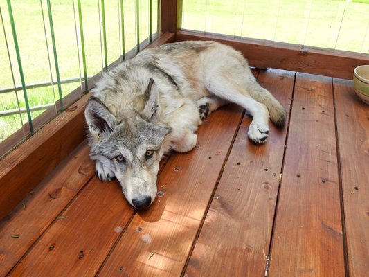 Howlers Inn B&B and Wolf Sanctuary, Bozeman MT Bed and Breakfast Lodging by null