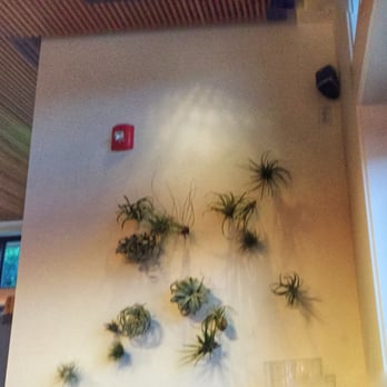 Johnston's Saltbox - Another great decorative modal; air plants. - New American Near Me - San Carlos, California