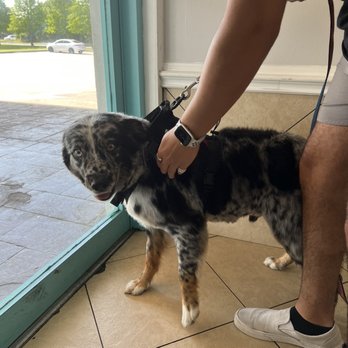 Pet Paradise Houston Hobby - Puppy - Pet Training Near Me - Houston, Texas Pet Paradise Houston Hobby - Puppy - Pet Training Near Me - Houston, Texas