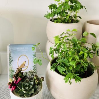Pigment - Pretty potted succulents, Beautiful Sensitive Plants (not potted), Bird hanger (background) - Home Decor Near Me - San Diego, California Pigment - Pretty potted succulents, Beautiful Sensitive Plants (not potted), Bird hanger (background) - Home Decor Near Me - San Diego, California