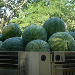 United Brothers Fruit Markets - Fresh watermelons picked up from the field for United Brothers Fruit Markets.