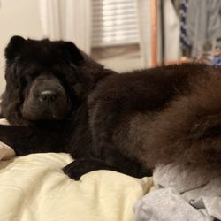 Scrubadub Dog - Professionally groomed MegaFloof by ScrubADub Dog