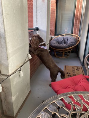 The Saratoga Apartments by null