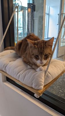 Kokoro Cat Café by null