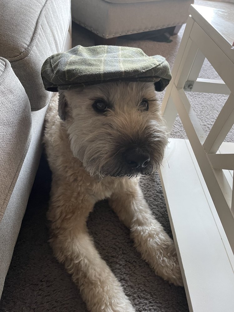 LUV THY PET MOBILE PET GROOMING Holtsville, New York Pet Groomers