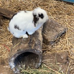 Calmsley Hill City Farm