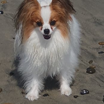 Paw Purrfection - Pet Groomers Near Me - Carlsbad, California Paw Purrfection - Pet Groomers Near Me - Carlsbad, California