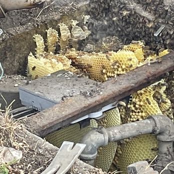 A Bee Man - Hive in gas pipe access to be removed - Pest Control Near Me