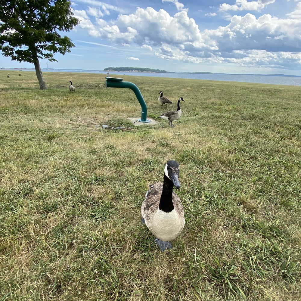 Georges Island - geese - Parks Near Me Georges Island - geese - Parks Near Me