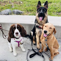 Red is a German Shepard 8 moths old , he is the tallest ! Red is a German Shepard 8 moths old , he is the tallest !