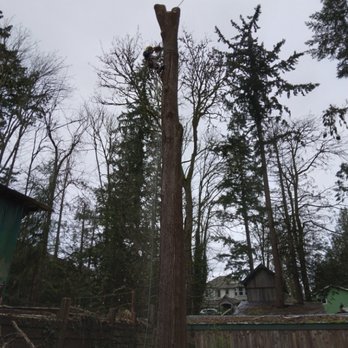 Amigo Tree Care & Landscaping - Removing a tree from residential - Tree Services Near Me Amigo Tree Care & Landscaping - Removing a tree from residential - Tree Services Near Me