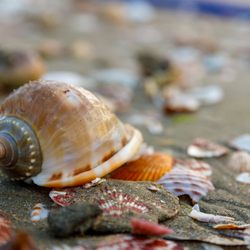 St. Aug By Boat - Shells & Sea glass tours